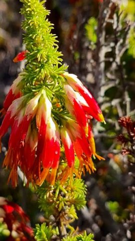 Erica coccinea subsp. coccinea flowering red
